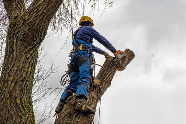 Best Tree Cutting Near Me  in Folsom, CA